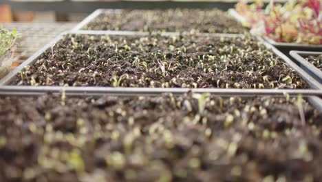 Close-up-of-plants-in-greenhouse,-slow-motion