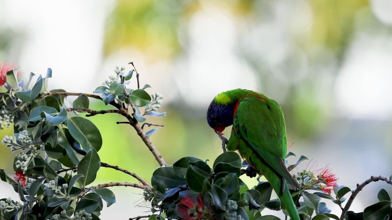 A colorful rainbow lorikeet interacts with flowers in a lush, sunlit environment, showcasing natural behavior and vivid plumage