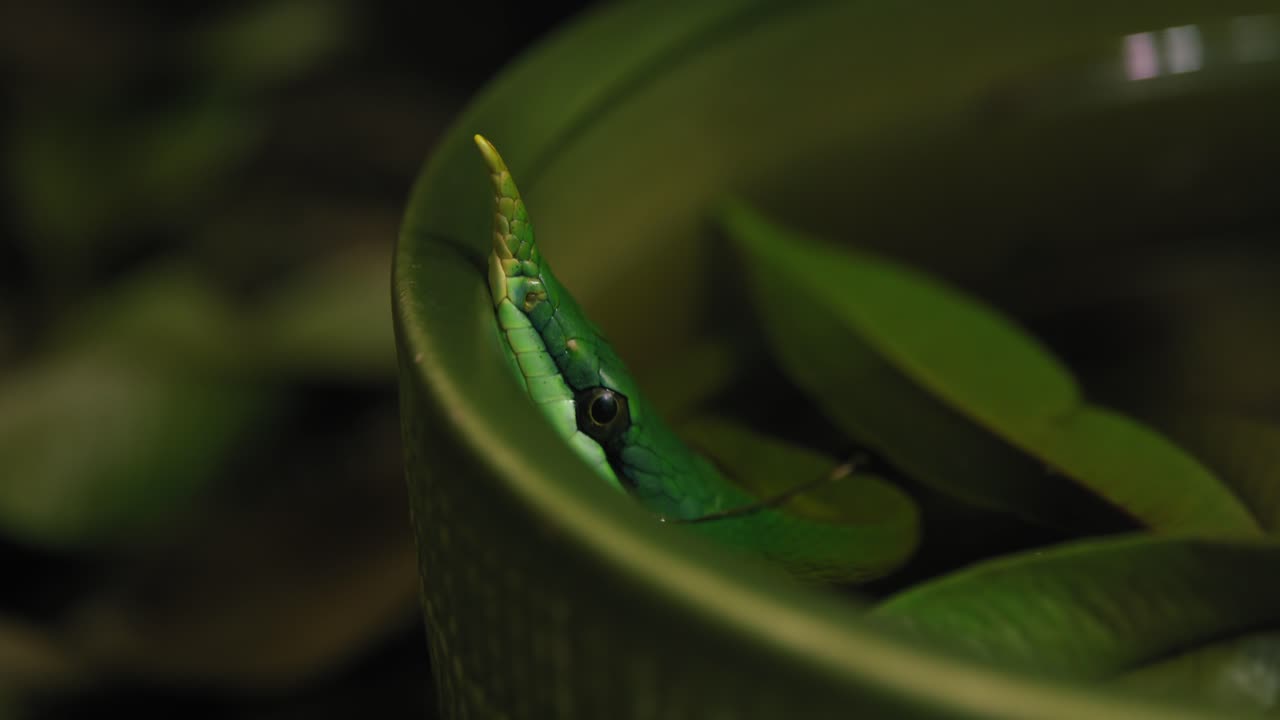 Close up of a green vine snake camouflaged among leaves in a dimly lit environment