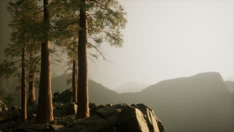 trees-in-fog-in-mountains