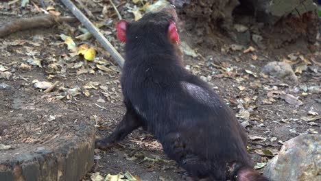 Carnivorous-marsupial,-a-Tasmanian-devil-alerted-by-the-surroundings-and-wondering-around