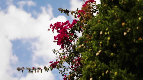 La-Flor-Floreciente-De-Las-Plantas-Se-Balancea-Contra-El-Cielo-Azul-Nublado