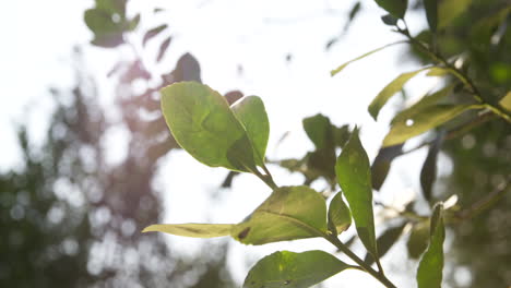 luz radiante del sol, hojas de yerba mate retroiluminadas en el bosque
