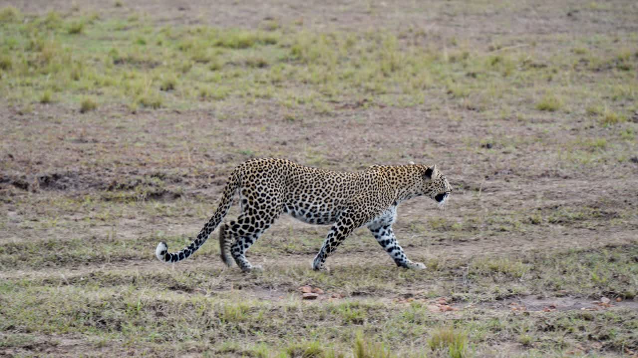 una foto panorámica suave de un leopardo caminando libremente en el desierto en tierra seca