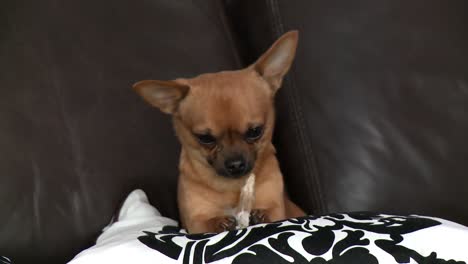 adorable chihuahua playing with a bone on sofa