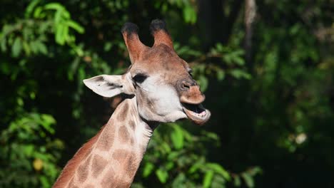 Portrait-of-a-giraffe-eating-and-chewing-in-bright-sunshine-with-horns-and-markings