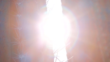 sol brillando detrás de cactus de cerca con agujas afiladas