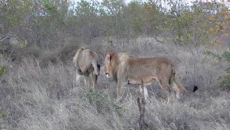 Two-lions-walk-together-as-brothers-in-grassland