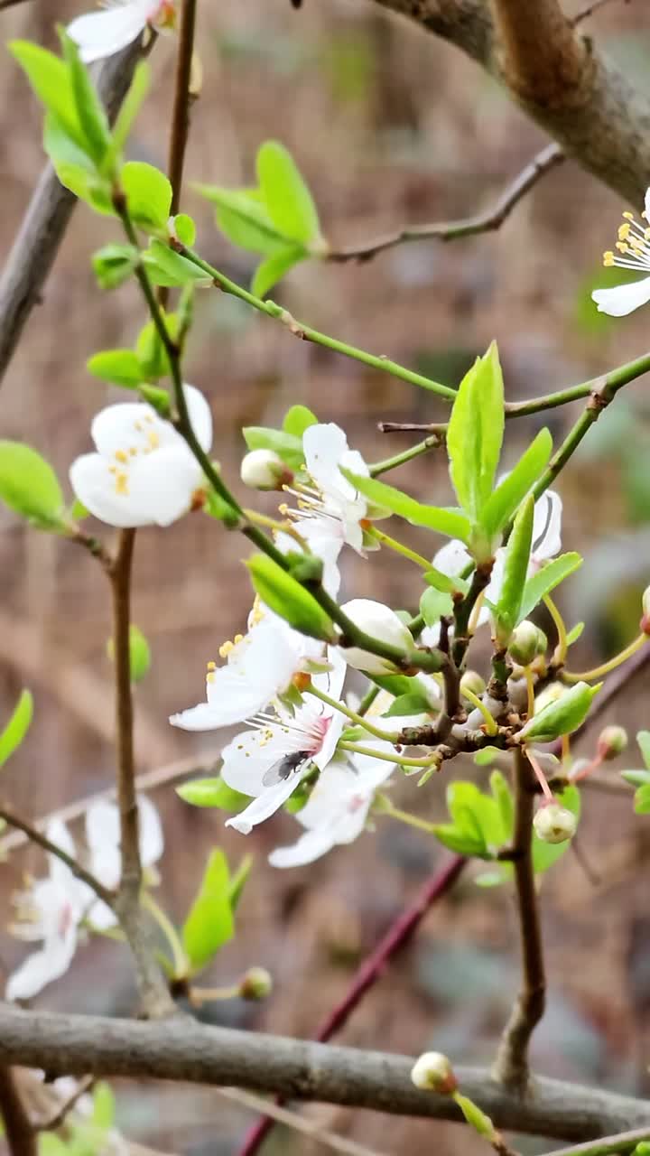 Flores blancas en el bosque