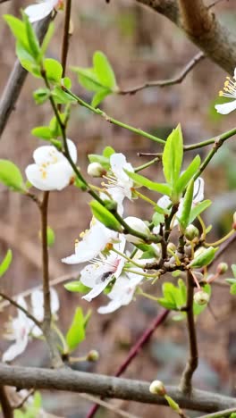 white flowers in the forest