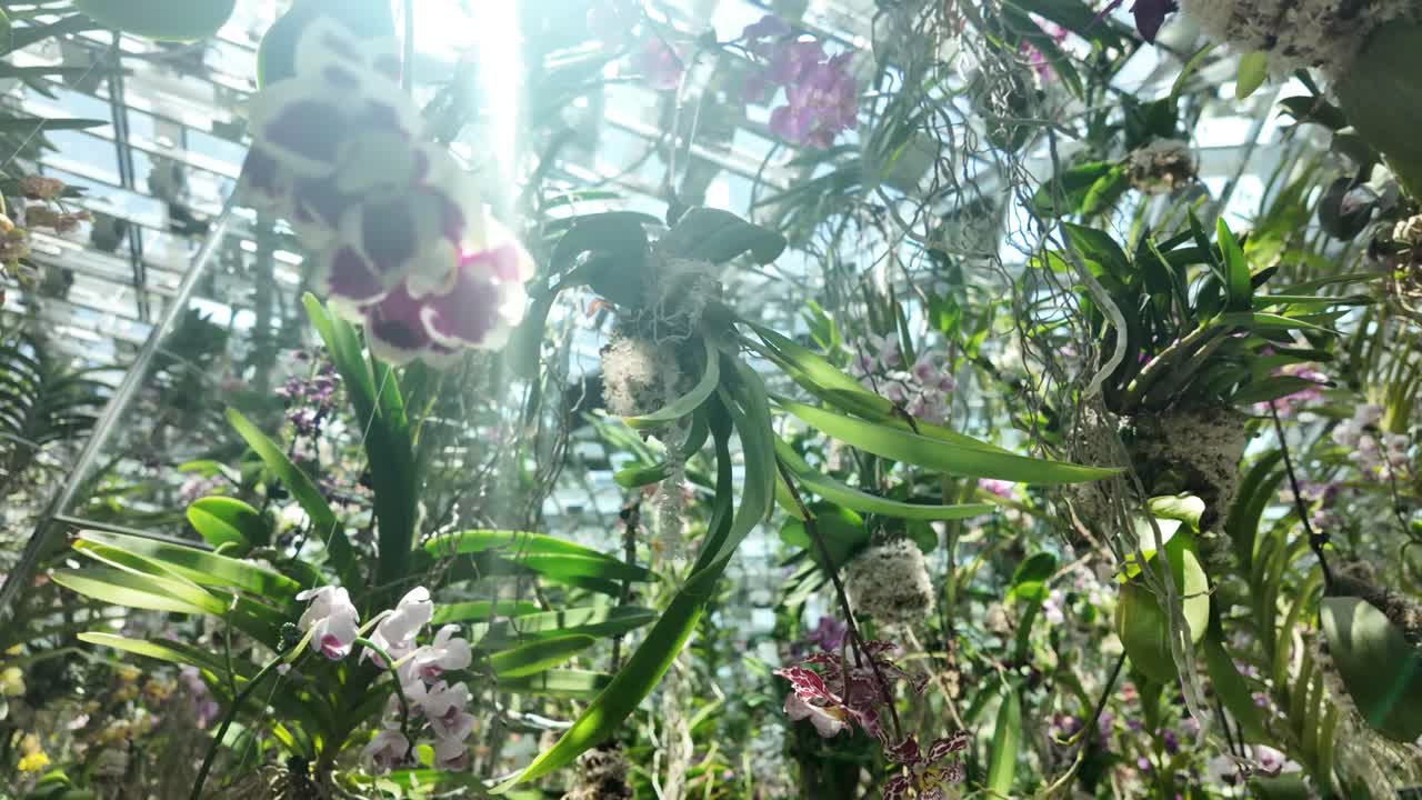 Orchids in a Greenhouse