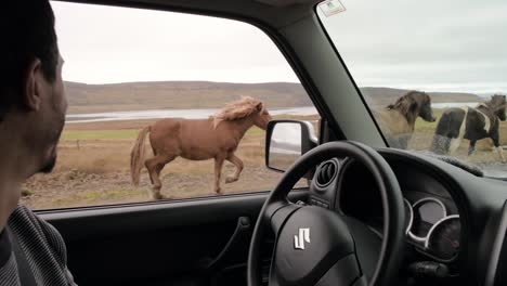 Hombre-Conduciendo-Junto-A-Caballos-Salvajes-En-Islandia-A-Cámara-Lenta