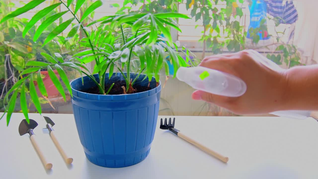 Woman hand spraying water on the leaves of a plant, on a white table, next to the window.
