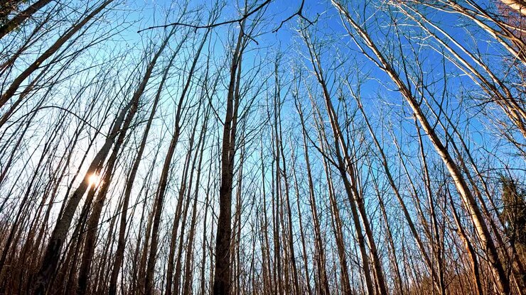 Tall, leafless trees stretch upwards under a vivid blue sky with the sun peeking through the branches. Early spring or late winter woodland scene.