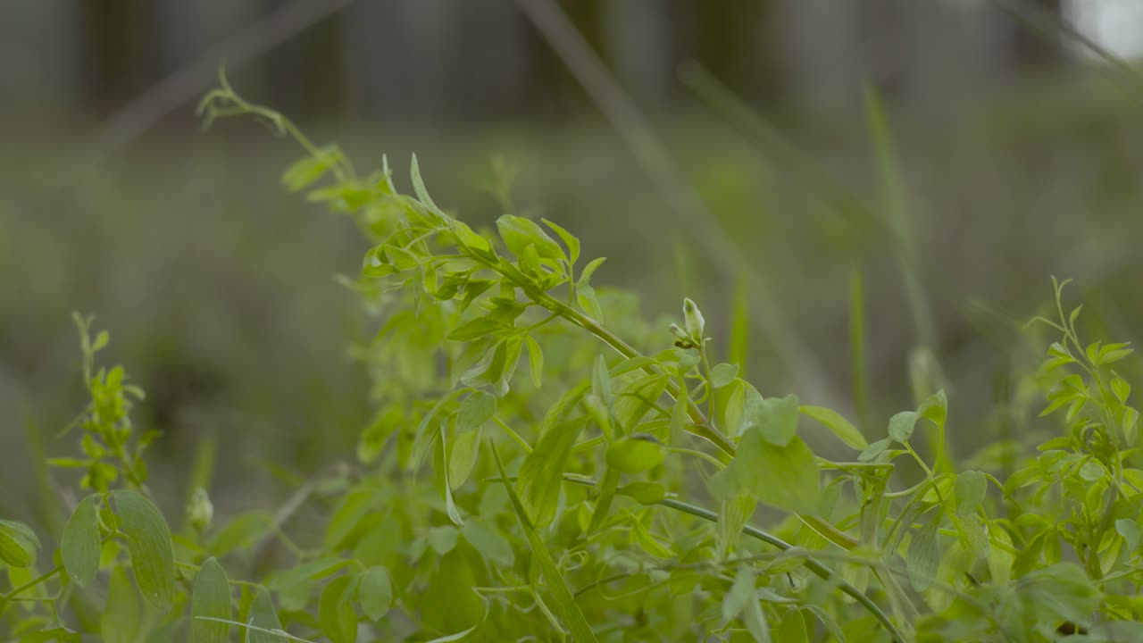 las hojas verdes de los árboles se mecen con el viento