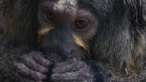 Close-up-of-a-monkey-how-he-is-eating-something