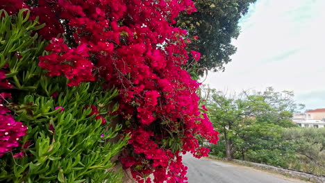 Smooth-dolly-shot-towards-a-Bougainvillea-'Scarlet-O'hara'-vine