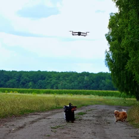 active dogs among nature. drone flies over the pets in the field. funny pets look at the drone flying in the air and bark.