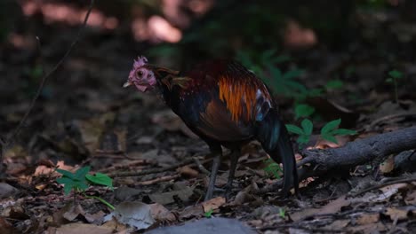 Ein-Männlicher-Dschungelgeflügelgallus-Sucht-Im-Unterholz-Des-Waldes-Nach-Nahrung-Und-Ist-Damit-Beschäftigt,-Im-Nationalpark-Thailands-Nach-Seiner-Nächsten-Mahlzeit-Zu-Suchen