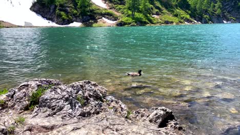 toma en cámara lenta de pato salvaje nadando en un colorido lago de montaña helado en verano - nieve tirada en acantilados en el fondo