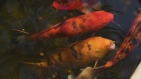 peces tímidos nadando en un estanque a través de la luz del sol filtrada, bocas rompiendo las burbujas