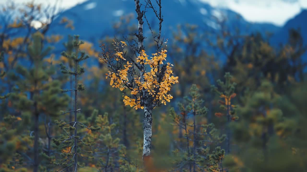 un abedul retorcido medio marchito cubierto de hojas amarillo naranja en la tundra de otoño