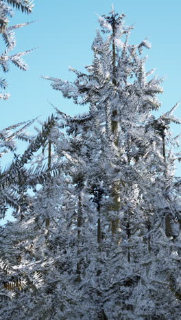 snowy forest in winter