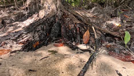 a mudskipper traverses muddy sand near mangrove roots in natural daylight, with a low-angle, steady camera capturing the dynamic coastal environment