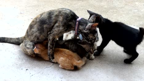 mom cat feeding her kittens