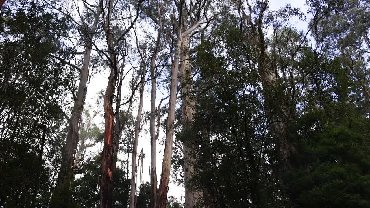 árboles altos en un entorno de selva tropical exuberante