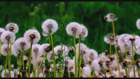 diente de león en un campo