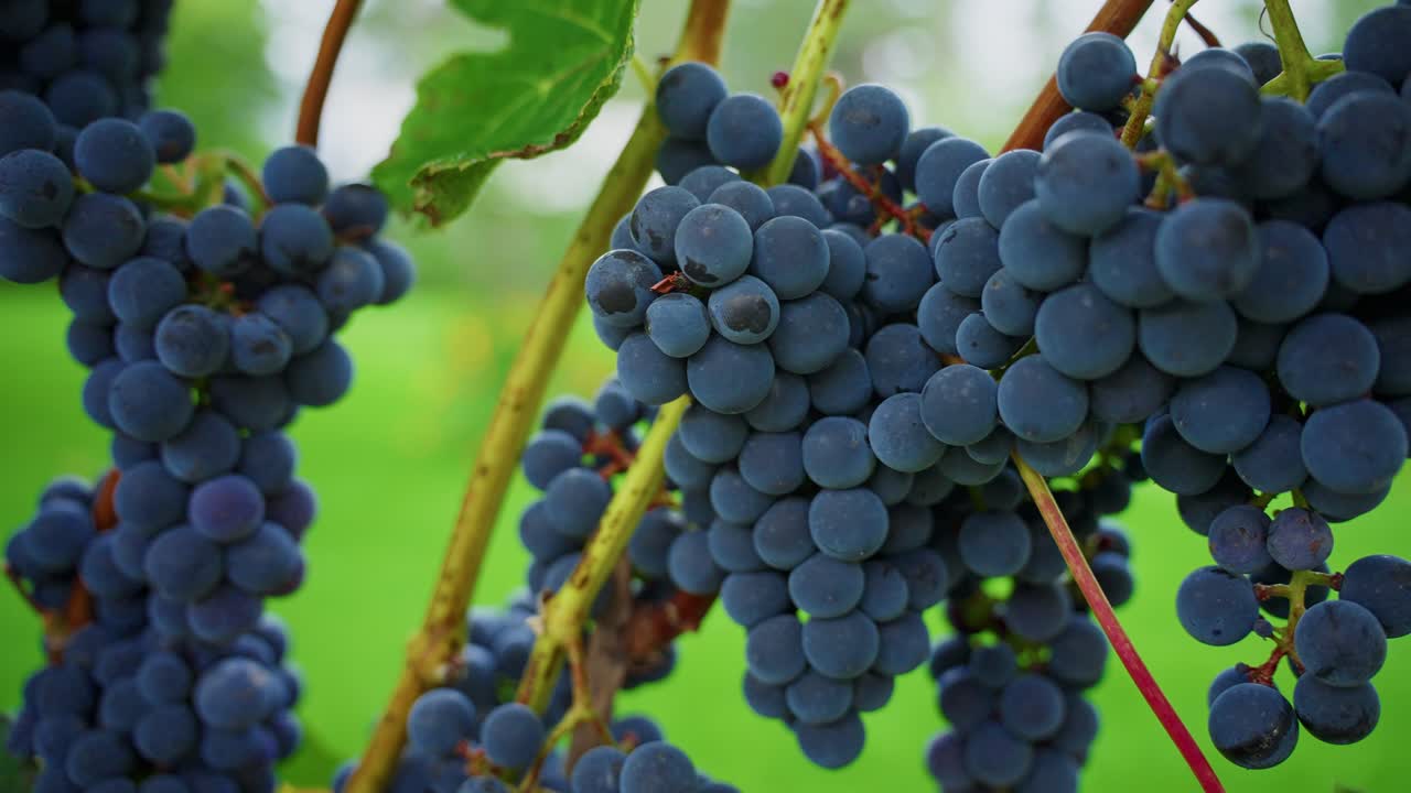 Primo piano di uva viola matura appesa a una vite