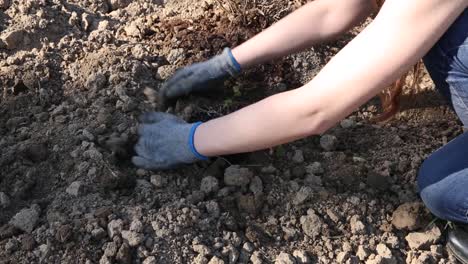 Jardinero-Puso-Plántulas-De-Menta-En-Suelo-Fértil,-Cultivo-De-Hierbas-Y-Cultivo