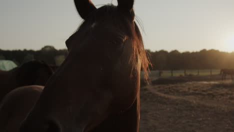 horses in the paddock