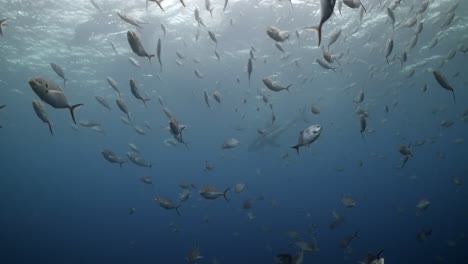 Gran-Tiburón-Blanco-Con-Cicatrices-De-Batalla-Carcharodon-Carcharias-4k-Primer-Plano-De-Tiburón-Con-Cicatrices-Islas-Neptuno-Sur-De-Australia