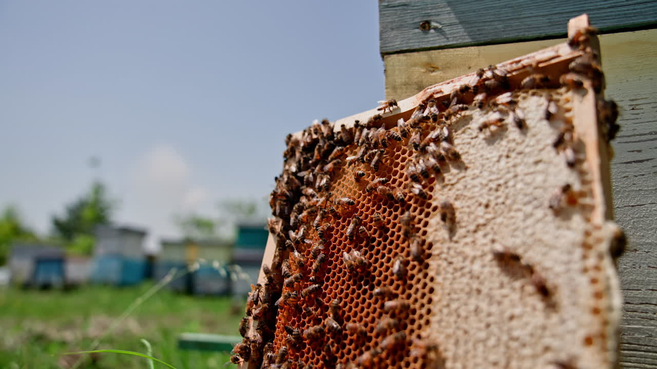 Honeycomb with bees near wooden hive. Honey bees making honey cells with a bee bread in a frame. Busy bees produce organic honey.