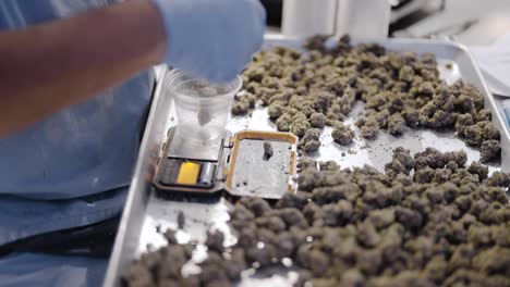 Cannabis-production-worker-picking-and-scaling-Marijuana-buds-in-Blue-gloves,-Slow-motion