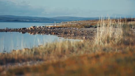 Withered-grass-on-the-pebble-beach-on-the-fjord-shore