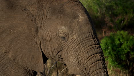 Joven-Elefante-Polvoriento-Caminando-Por-El-Seco-Arbusto-Africano-Aferrándose-A-Una-Frondosa-Rama-Verde-Con-Su-Tronco-Y-Comiendo