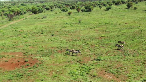 Drone-dolly-zoom-of-zebra-herd-in-the-wild-summers-green-grassed-plain