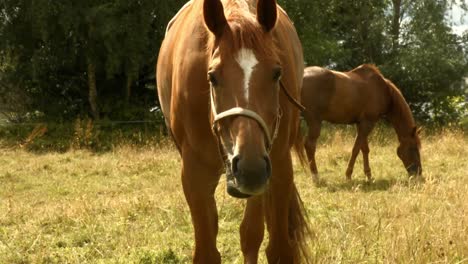 horse eating grass in field