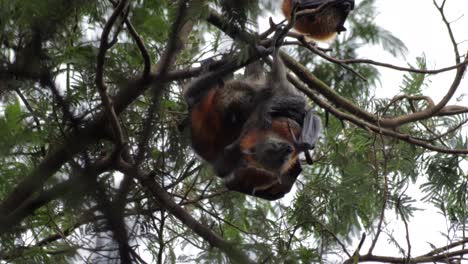 Two-Fruit-Bats-Grooming-and-Cleaning-Each-Other-Hanging-Upside-Down-from-Tree-Branch,-Day-time-Maffra,-Victoria,-Australia