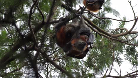 dos murciélagos frugívoros acicalándose y limpiándose unos a otros colgados boca abajo de la rama de un árbol, durante el día maffra, victoria, australia