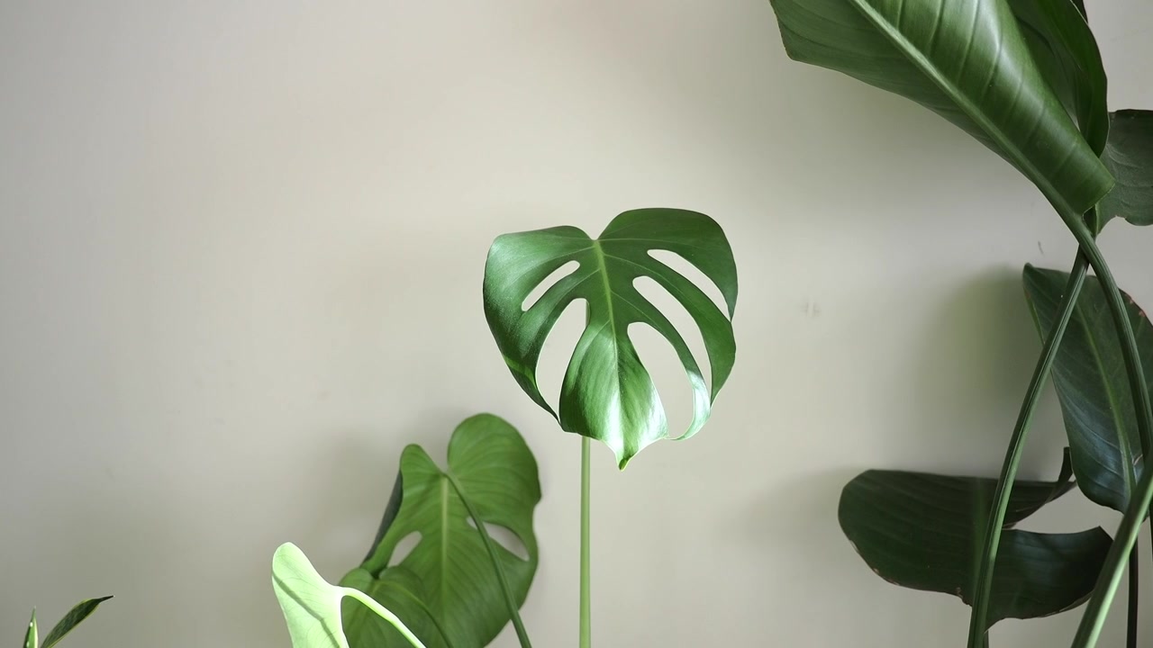 Rostlina Monstera Deliciosa před obyčejnou bílou zdí