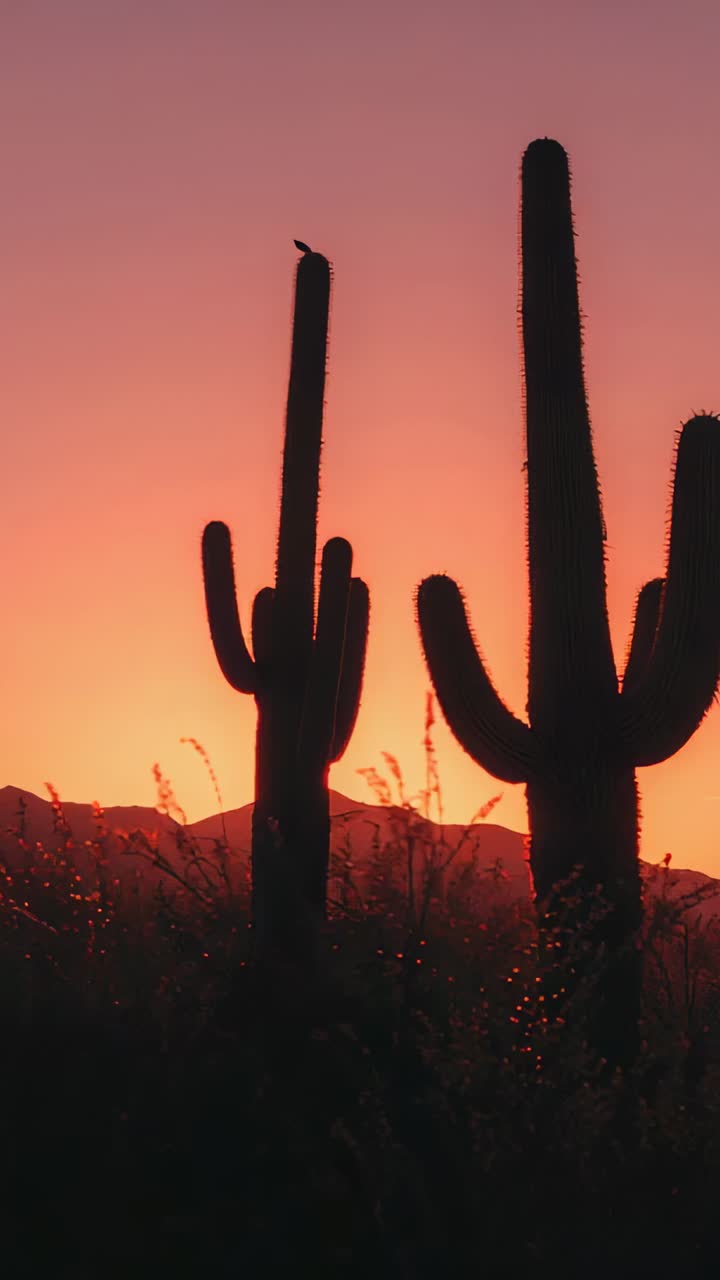 Vertical video: Sunrise starting behind saguaro cacti, bird perching in desert, lens flare drifting