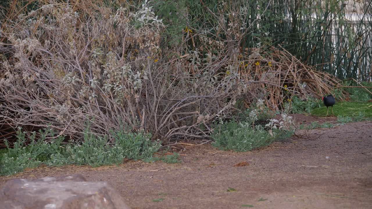 Adult coot chases an infantile coot in Chandler Arizona.
