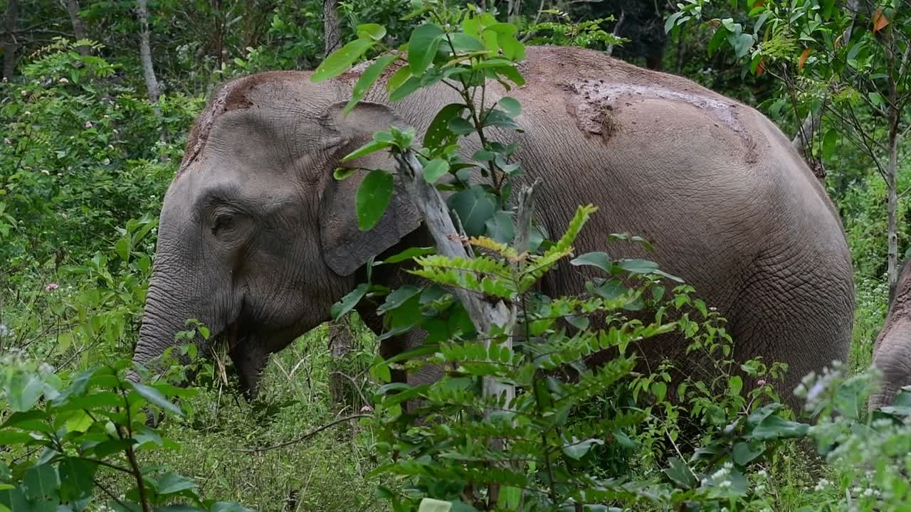 アジアゾウは絶滅危惧種であり、タイの居住者でもあります
