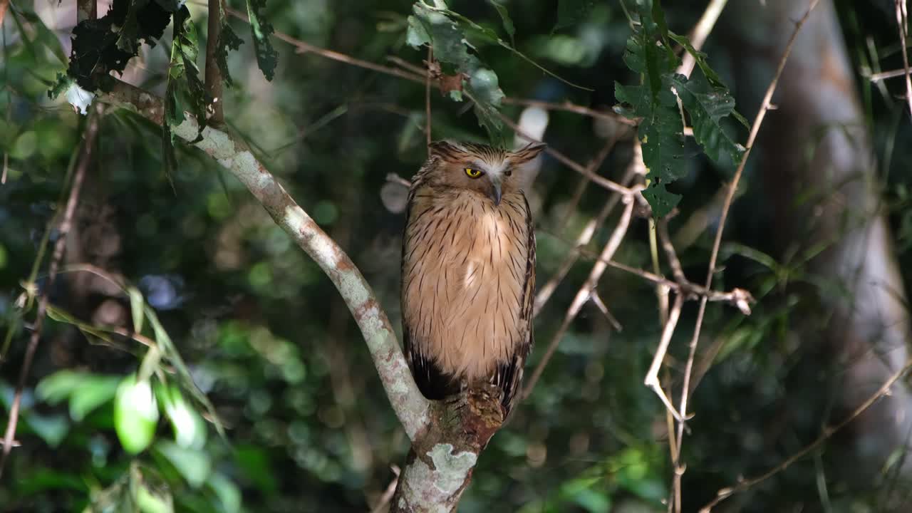 담황색 물고기 올빼미, ketupa ketupu는 숲 깊은 곳, 카오 야이 국립 공원, 태국에서 볼 때 빛이 몸에 반사되는 동안 왼쪽을 내려다보고 있습니다.