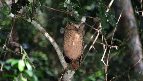 Buffy-Fish-Owl,-Ketupa-Ketupu-Gesehen,-Wie-Er-Nach-Links-Unten-Blickt,-Während-Licht-Auf-Seinem-Körper-Reflektiert-Wird,-Wie-Tief-Im-Wald-Zu-Sehen-Ist,-Khao-Yai-Nationalpark,-Thailand