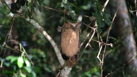 buffy fish owl, ketupa ketupu seen looking down towards its left while light reflects on its body as seen deep in the forest, khao yai national park, thailand
